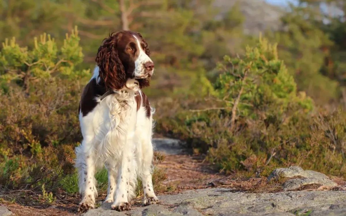 Springer Spaniel | Meet an animal a day