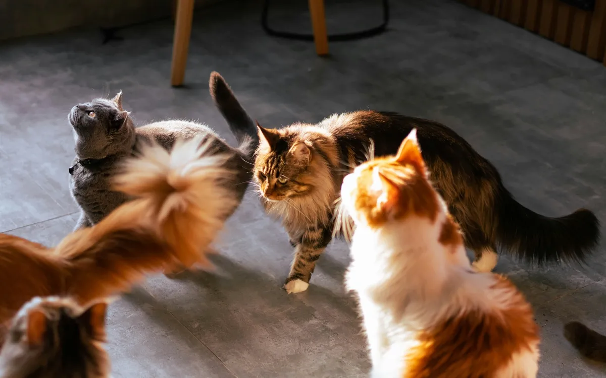 The world's top 10 most expensive cat breeds