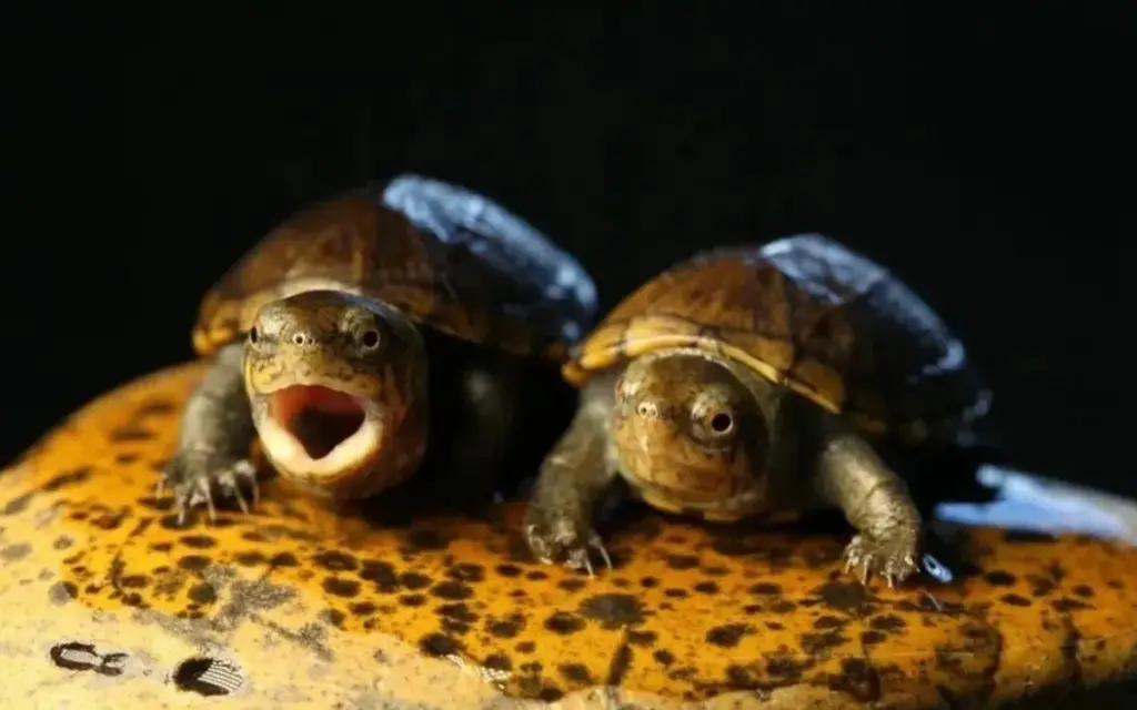 what do baby turtles eat​