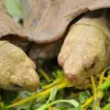 What do turtles eat​: 7 useful feeding tips