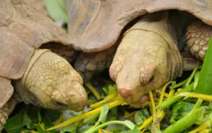 What do turtles eat: 7 useful feeding tips