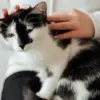 Why do cats love sitting on human laps?