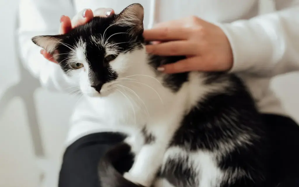 Why do cats love sitting on human laps?