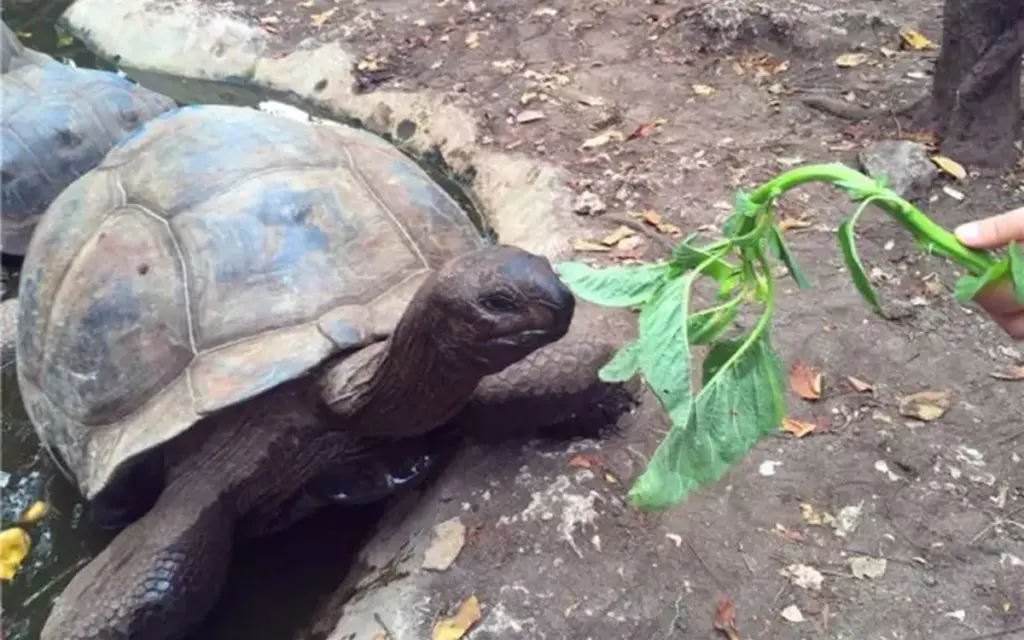 Zanzibar sea turtles meet the giants of turtle island