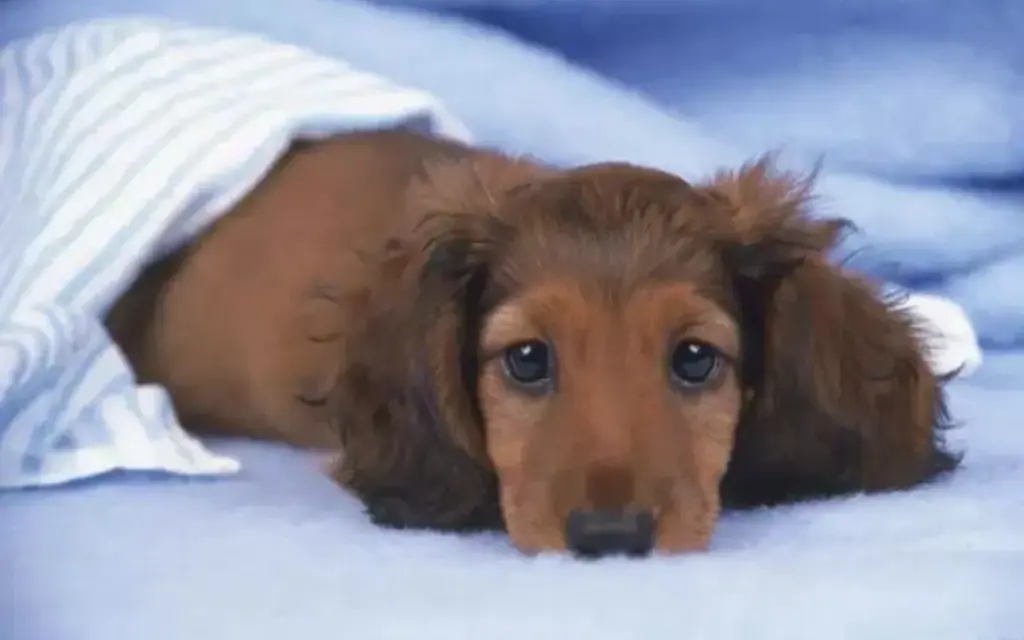 How to safely keep dogs cool with air conditioning in summer?