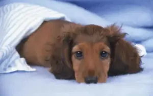 How to safely keep dogs cool with air conditioning in summer?