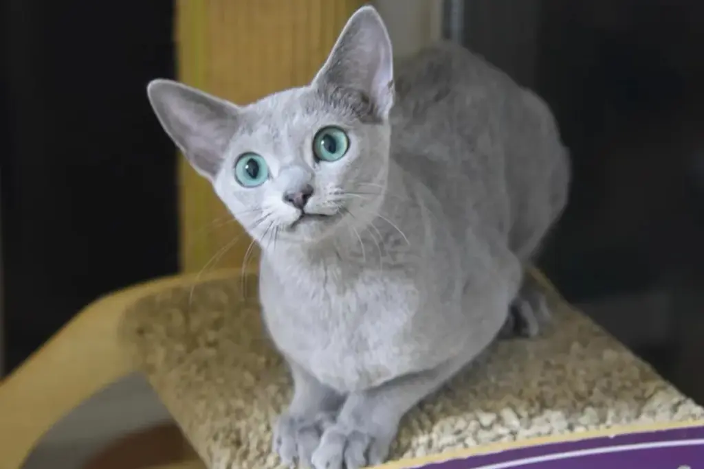 Why do cats wake you up at dawn?