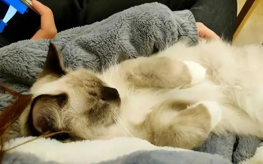 Why do cats love sleeping with their owners