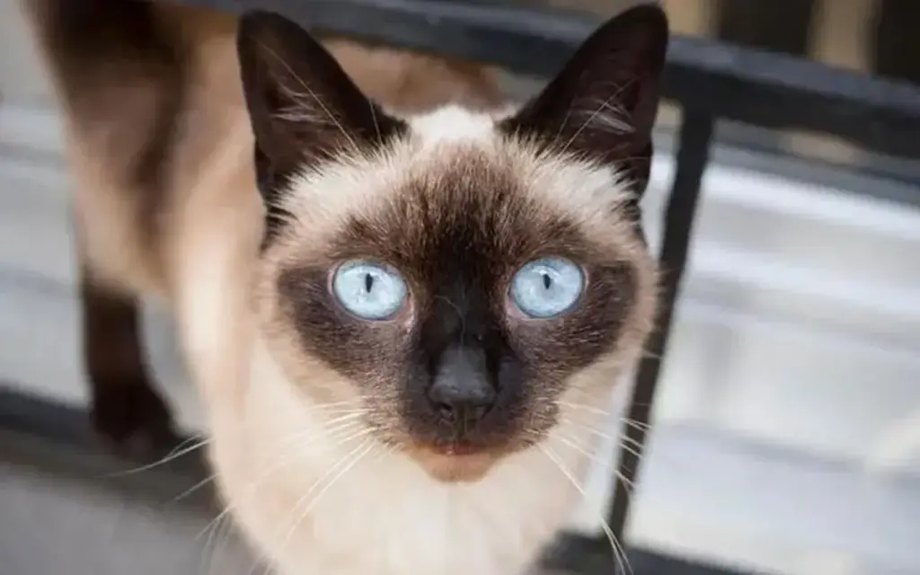 Will siamese cats turn white again after turning black