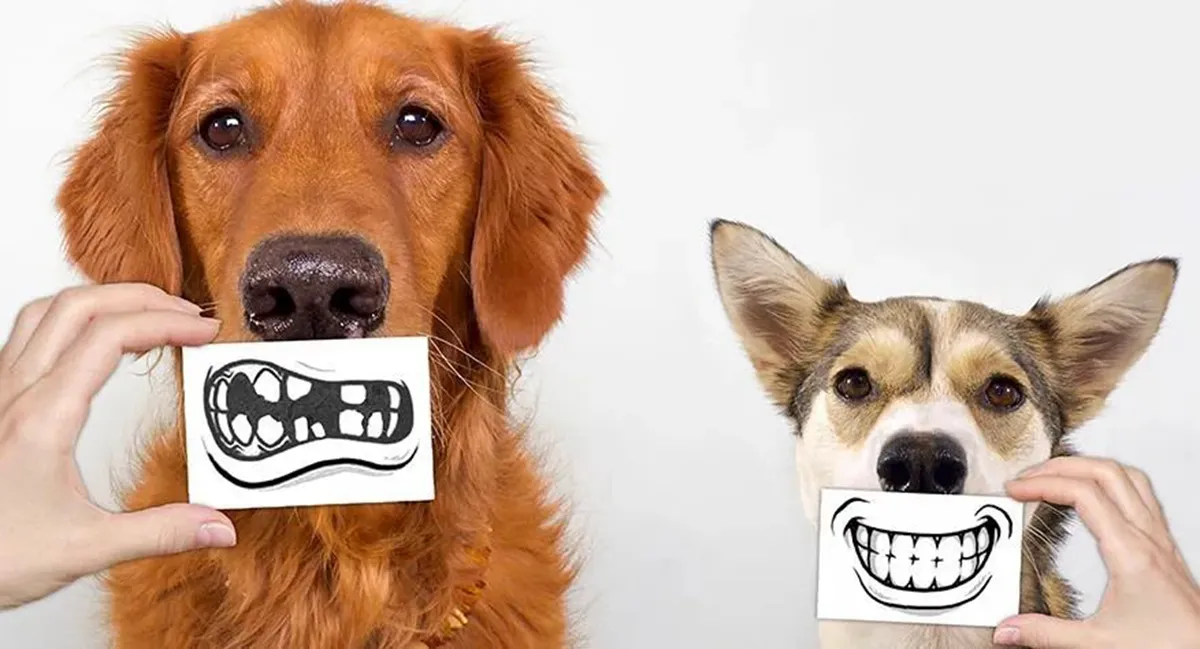 can-dry-dog-food-clean-teeth